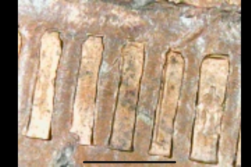New-Member-With-Error-Coin---1988-Penny