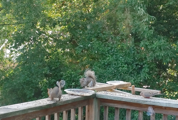 Feel-Like-You're-Being-Watched?