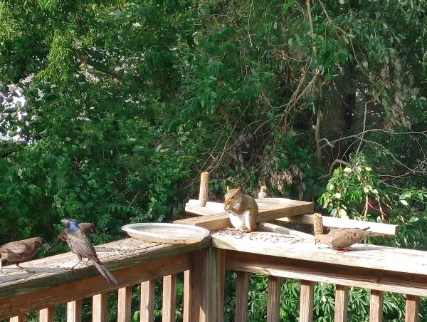 Feel-Like-You're-Being-Watched?