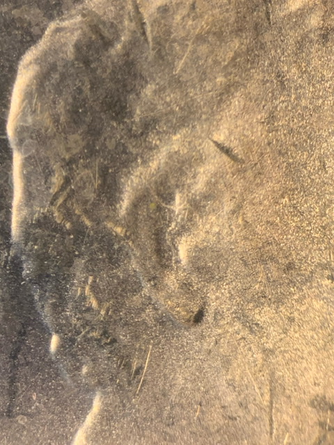 2019-D-Lincoln-Shield-Cent.-Strike-Through.