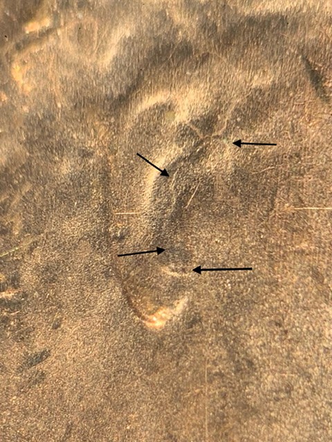 2019-D-Lincoln-Shield-Cent.-Strike-Through.
