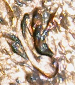 Needing-Help-With-A--2001-D-Lincoln-Penny-Is-This-Considered-DDO/Ddr