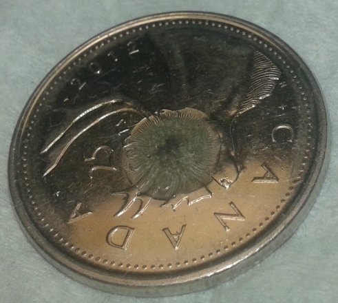 New-Pic-2012-Quarter-Poppy-Over-Cariboo-I-Think-What-Do-You-Think?