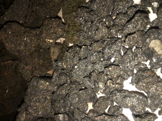 Back-Yard-Treasure-Or-Not-?