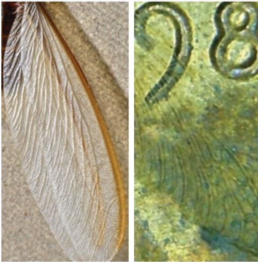 1985-LWC-Question?--What-Does-A-Coin-And-And-Insect-Have-In-Common?