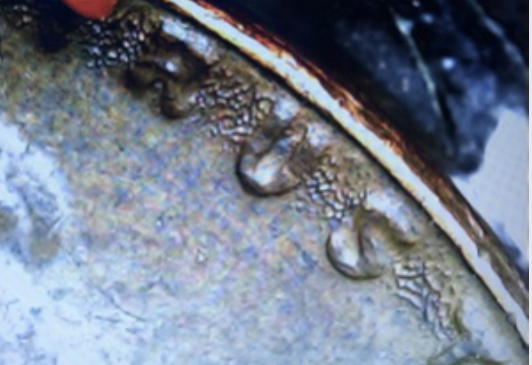 1954-Lincoln-Wheat-Cent---Unknown-Surface?-Error?-I've-Never-Seen-This?