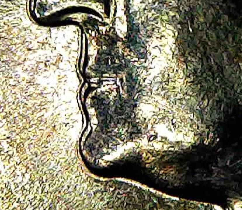 Doubled-Die-Or-Machine-Doubling?-1988-P-Washington-Quarter