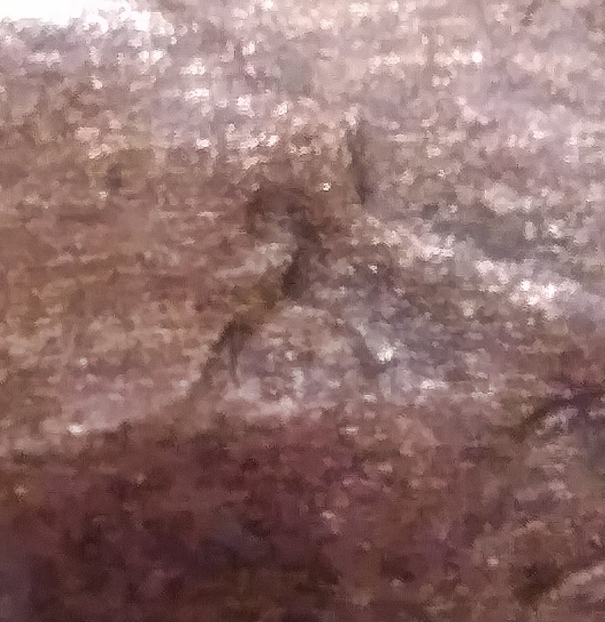 1919--Crying,-2-Faced-Lincoln-Wheat-Penny!?