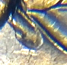 2022-Dr-Sally-Quarter-Die-Chip?