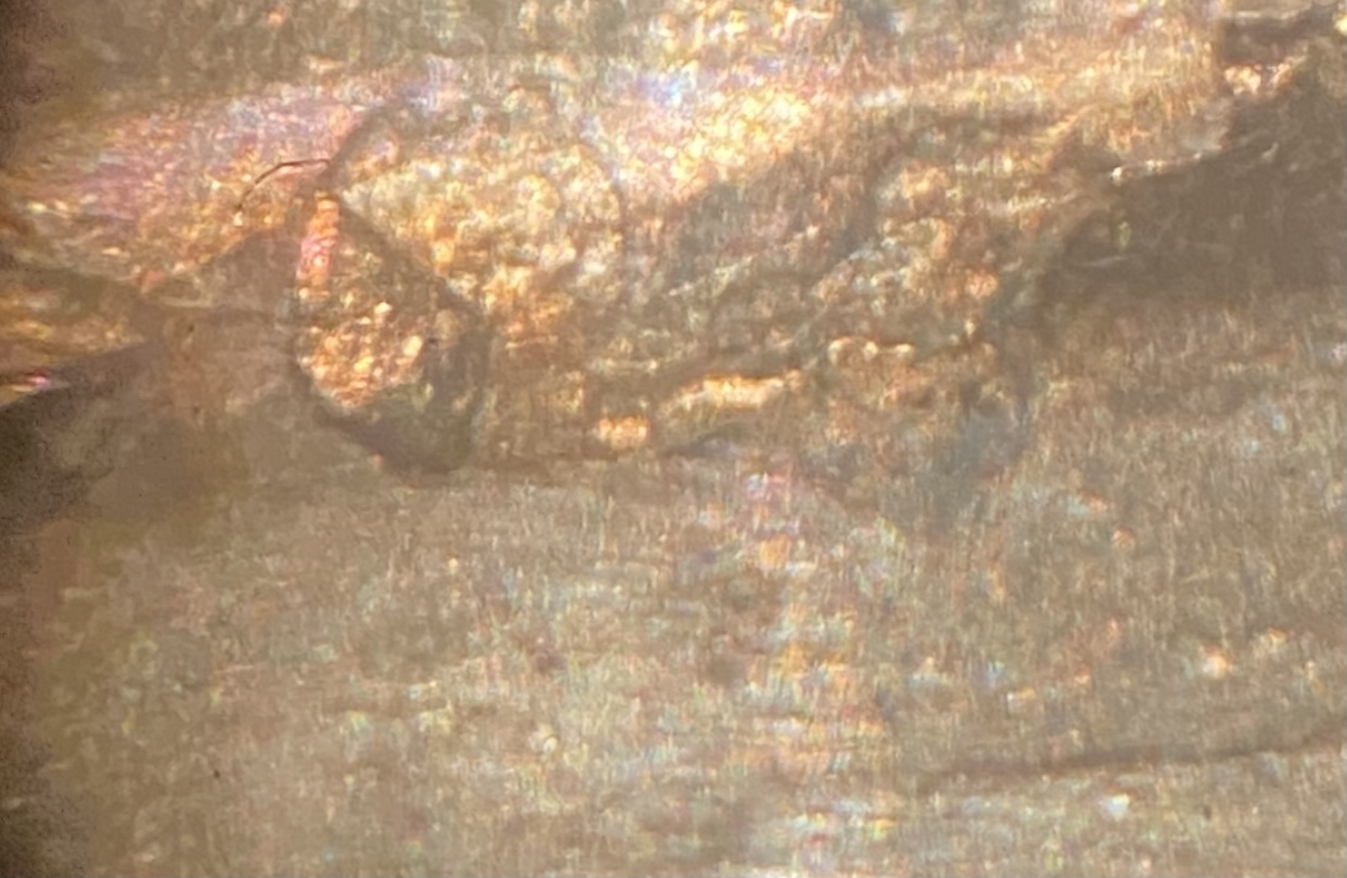1946-Nickel-Lamination-Error-On-Reverse