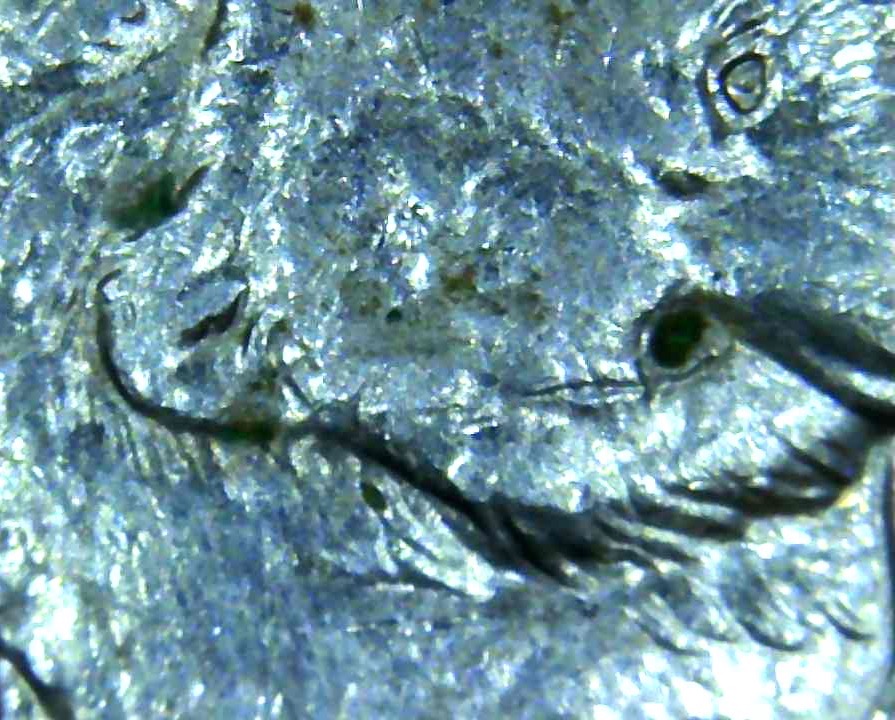 Alaska-State-Quarter.-Bear-No-Eye,-Cud's-,-Extra-Claw?