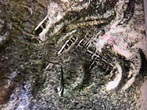 2019-West-Point-Memorial-Park-Grid-Pattern-Inside-Die-Break?-Strike-Through?