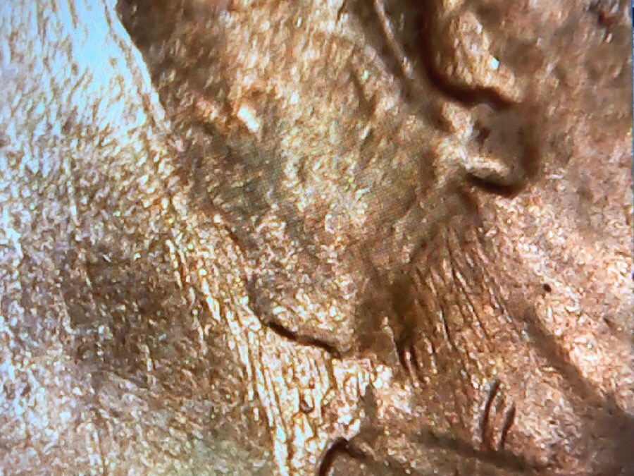 1957-D-Lincoln-Cent-With-Large-Chunk-Under-MM-And-Die-Scratches-On-Neck