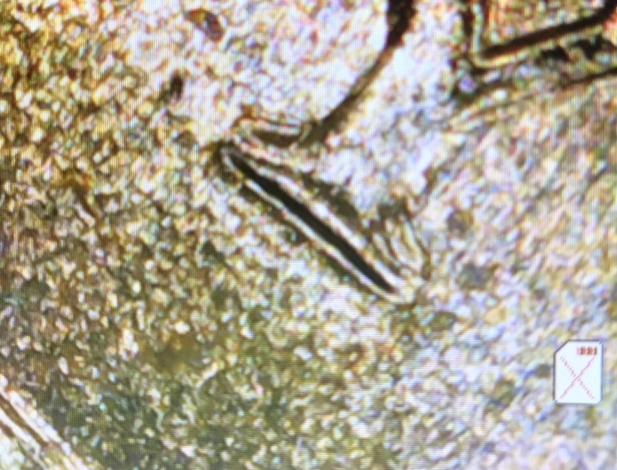 Machine-Doubling-Or-Doubled-Die?--2000-P-Sacagawea