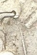 1923-S-Peace-Dollar-VAM-?