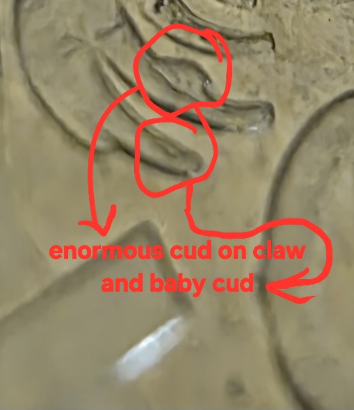 2025-Australian-5-Cent-Significant-Claw-Cud