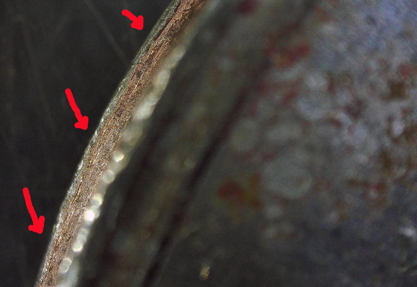1973-P-Kennedy-Half-Dollar-Broad-Struck-Or-Something-Else?