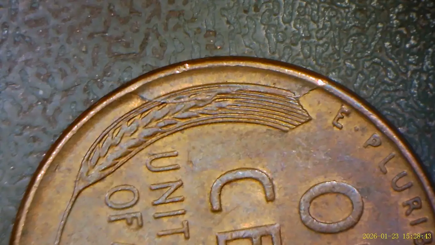 1950-D-LWC-With-Possible-Cud?