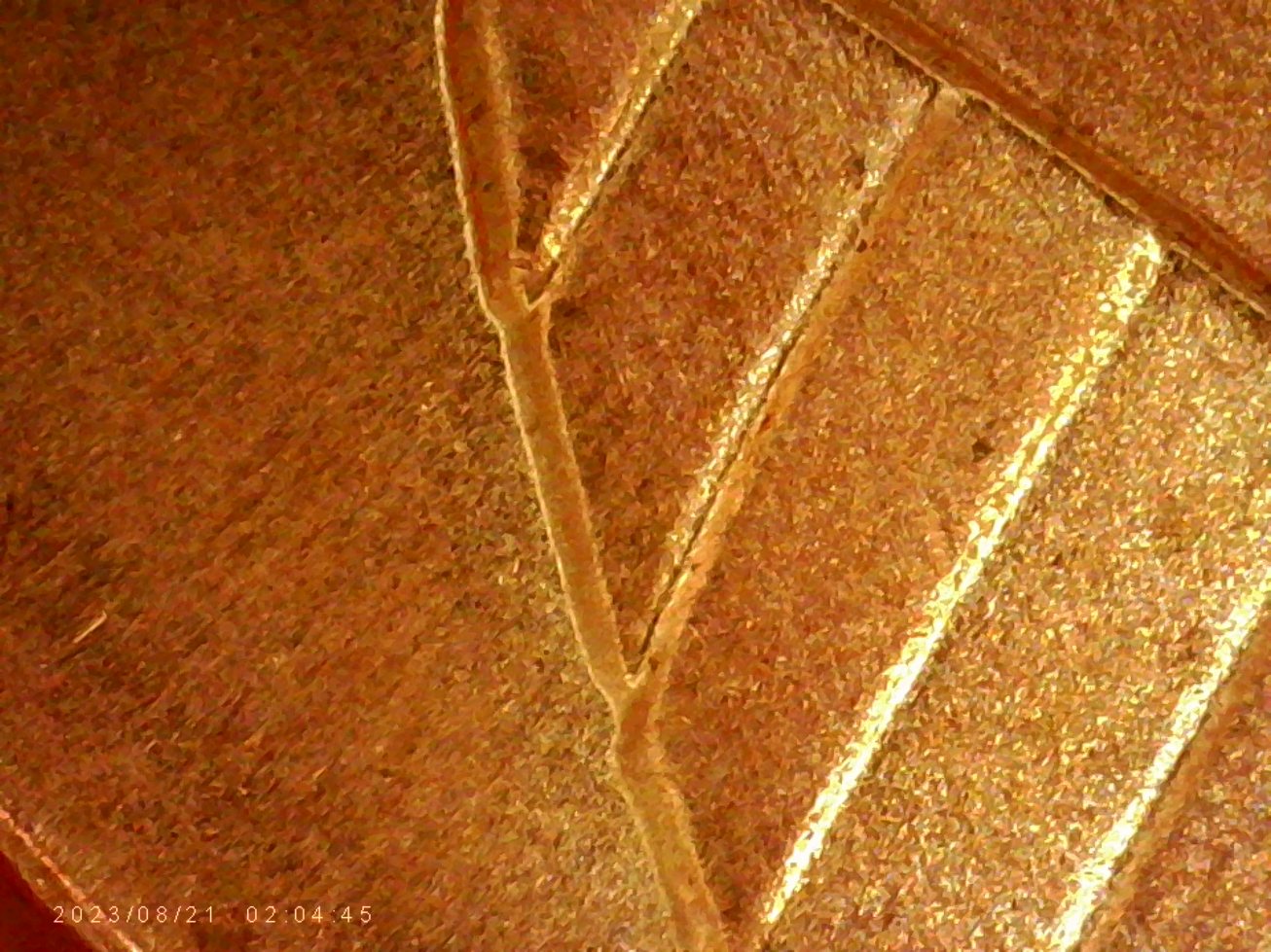 2023--D.-LSC.-DDR.-?-I-See-Spread-On-One-Cent--And-Lb.-And-Jfm.-And-Shield.-Thanks-Bent.
