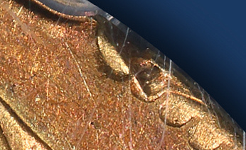 1812-Gold-Half-Eagle---Details-Or-Not?