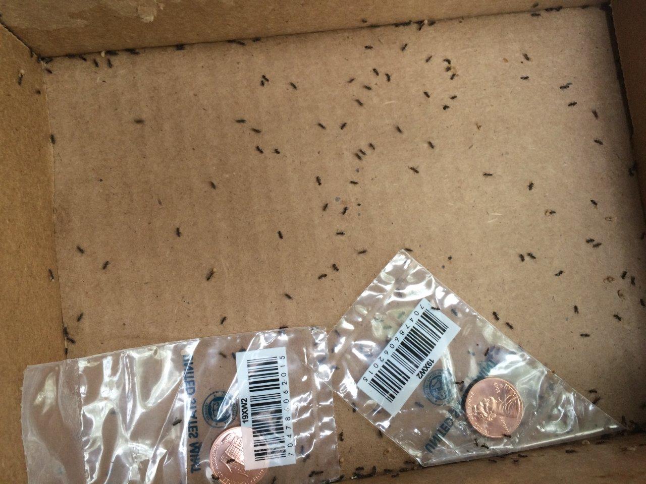 Ant-Infested-Uncirculated-Sets