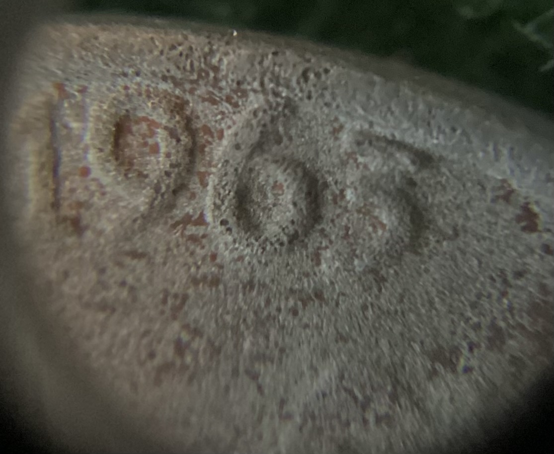 1917-D-Buffalo---Confirmation-Of-3.5-Legs-Please