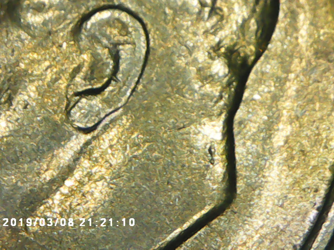 1978-Roosevelt-Dime-Possible-Double-Die-?-Experts-Needed
