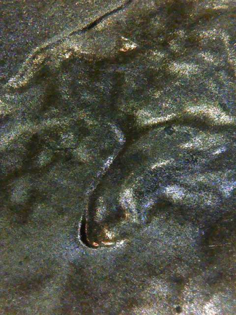 2018-D-LSC-DDO?-Double-Ear?-Liberty