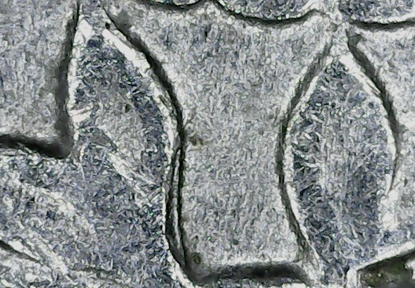 I-Have-A-1980-Filled-P-Quarter-That-Appears-To-Be-DDR.