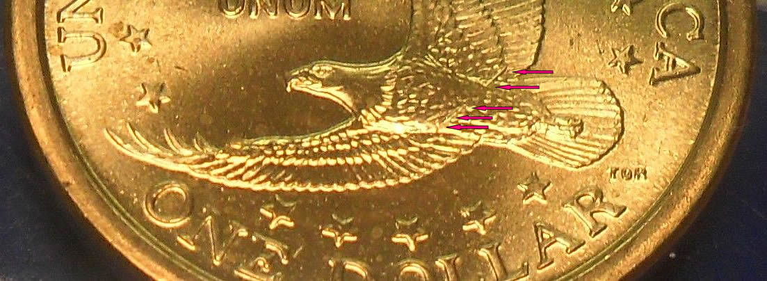 Opinions-On-A-Sac-Wounded-Eagle-Specimen