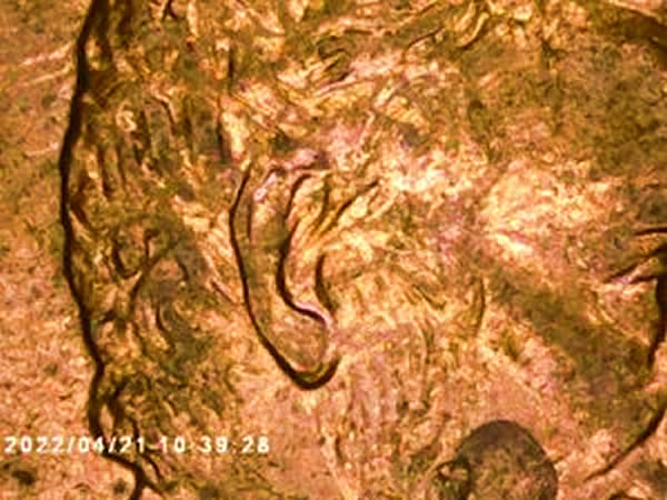 2007-Lincoln-Double-Ear,-A-Hit-Or-Miss