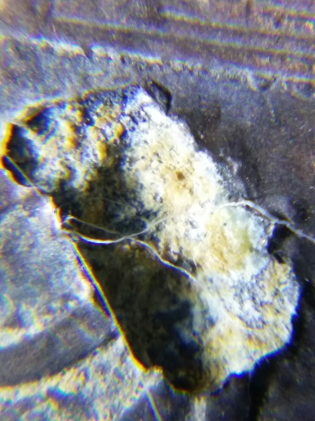 1993-Lincoln-Heavy-Damage