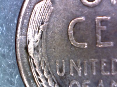 1955-Wheat-Cud-Error?