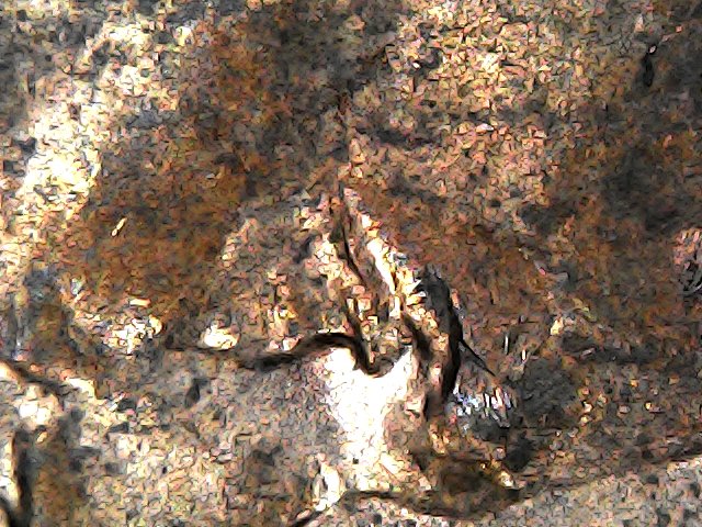 2007-D-LMC-DDO-Eyelid?