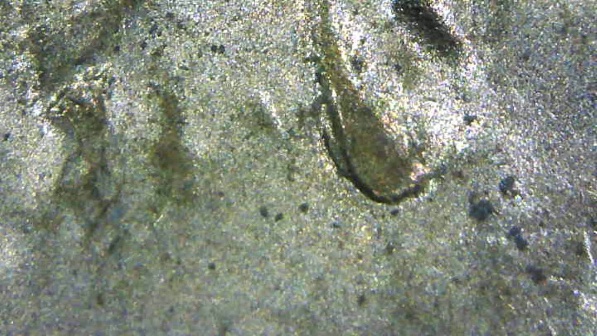 2015-D-LSC-Is-This-DDO-002?