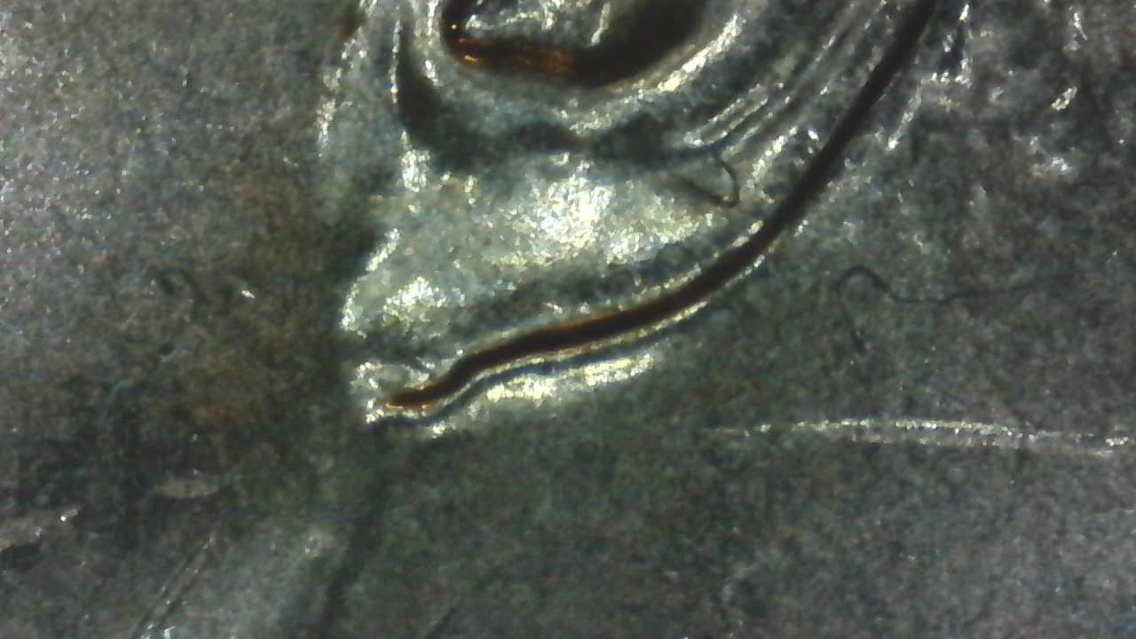 2023-D-Kennedy-Half-Dollar---DDO?