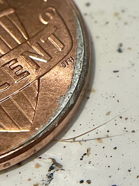 2023-P-Shield-Cent.-Plating/Cud-Error
