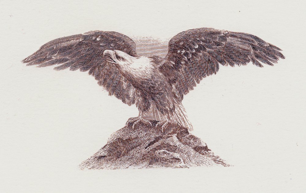 Bald-Eagle-Vignettes
