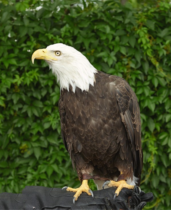 Commems-Collection-Modern:-2008-Bald-Eagle-Recovery-Coin-&-Medal-Set