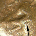 1952-D-LWC-Possible-RPM-&-Doubled-Eye?