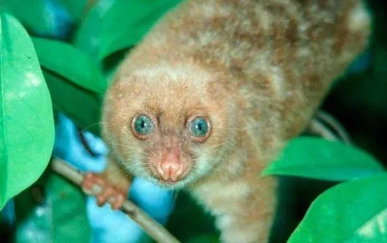 Post-Your-Coins-Featuring-Marsupials