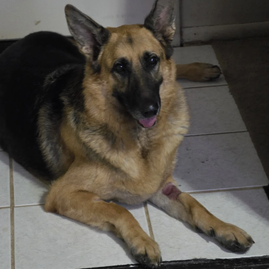 My-German-Shepherd-Dog-Need-Your-Prayers---Lets-Get-Her-Better