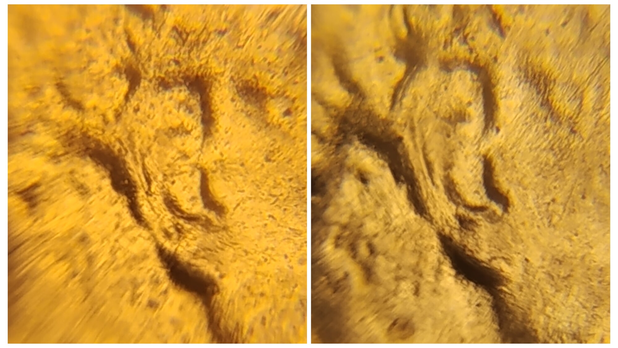 1958-D-Lincoln-Cent-Doubled-Ear?
