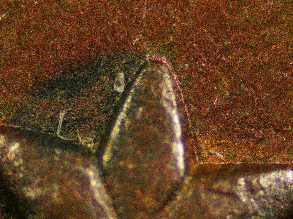 1847-Large-Cent---Opinions-Please