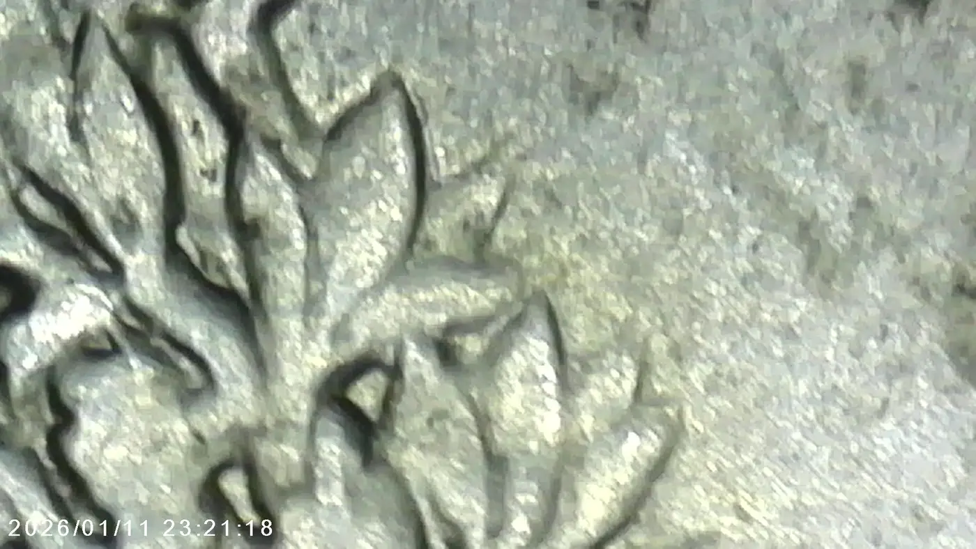 1939-Walking-Liberty-Half-Dollar---Possible-Die-Crack-/-Die-Chip?-Looking-For-Opinions