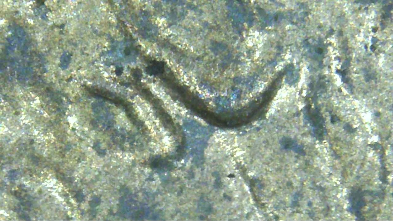 1993-D-LMC-Double-Ear?