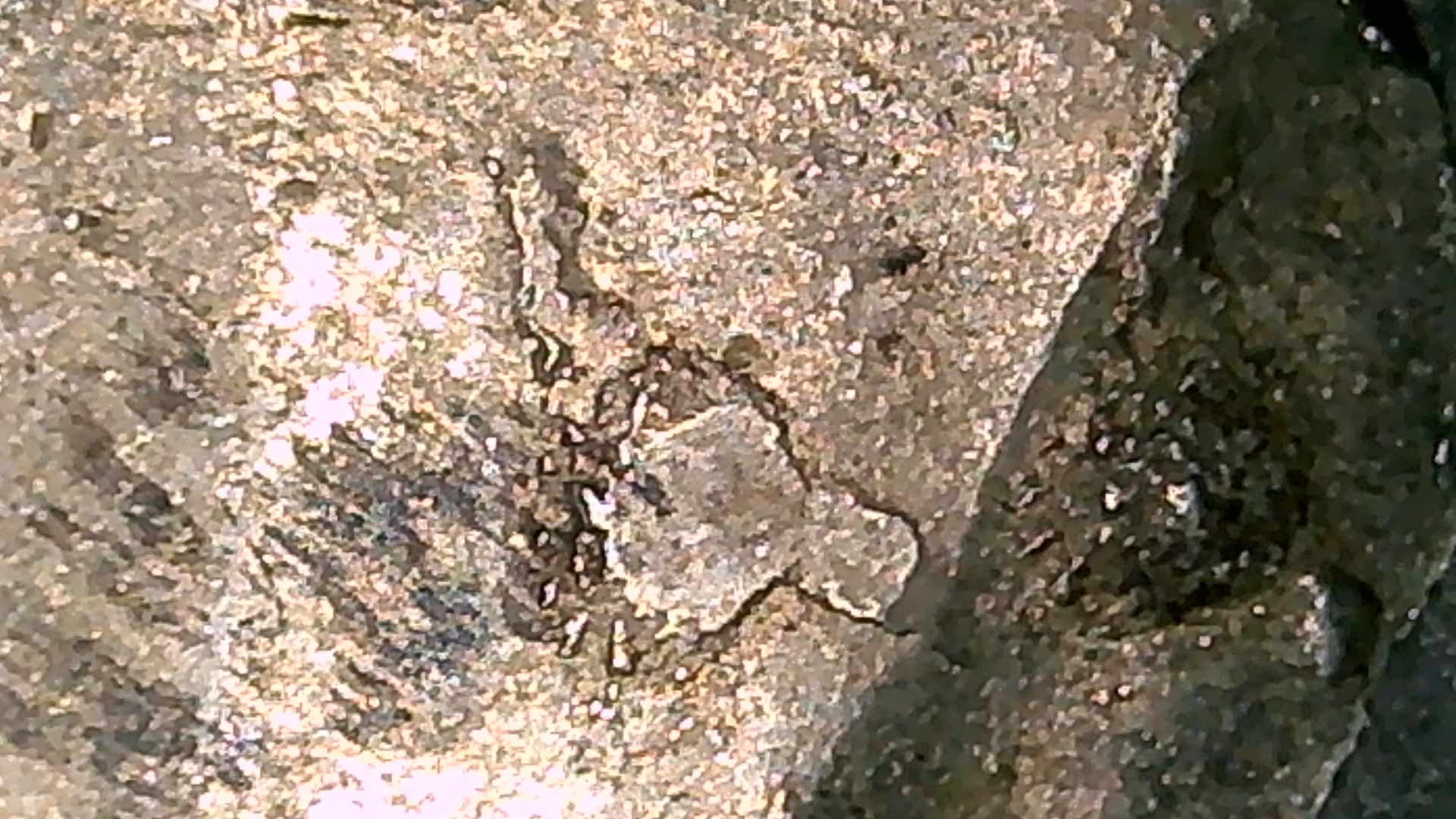 10-Cent-Major-Error-Coin-1983