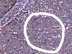 1909-Or-1909-S-Lincoln-Cent?