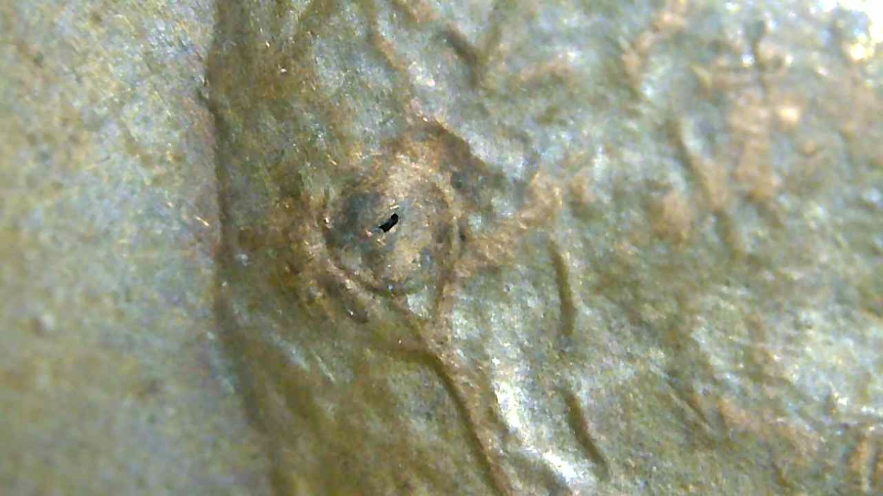 1982-LMC-Strange-Raised-Circles-On-Obverse