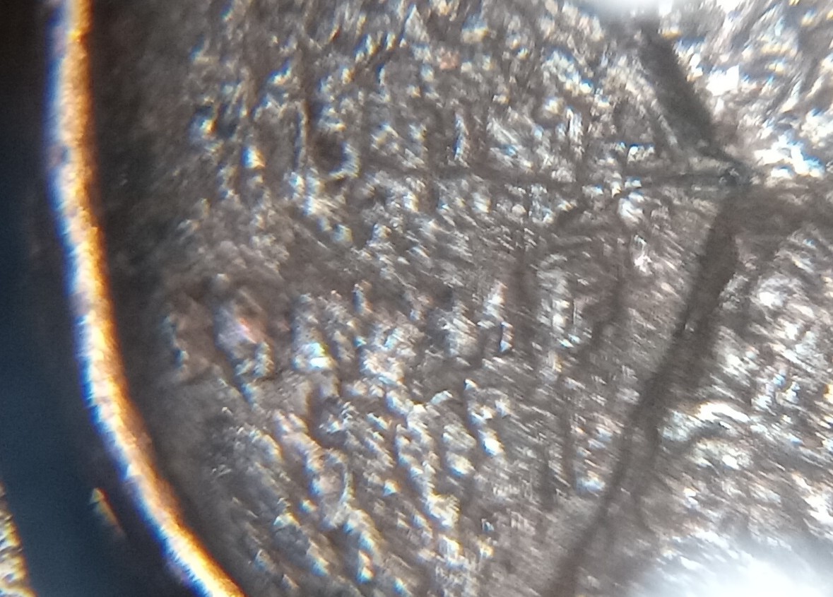 1950?-Wheat-Penny.-Odd-One